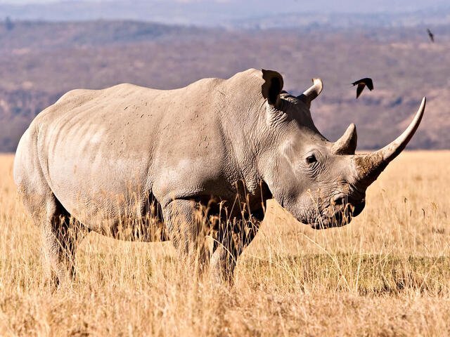 Man sentenced to 12 years in prison for smuggling 29kg of rhino horn