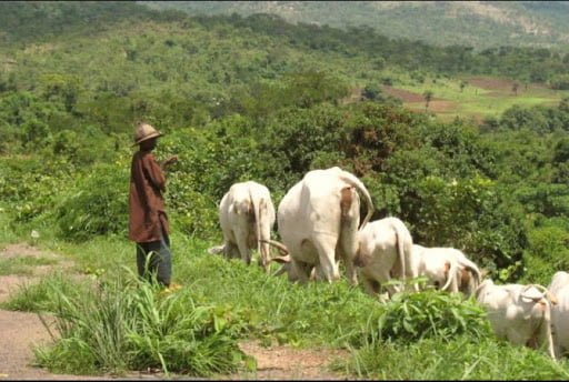 Law on anti-grazing violates herdsmen’s rights – Group claims