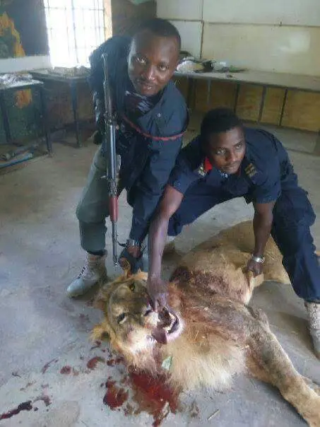 Jos wildlife park kills 43-year-old escaping lion