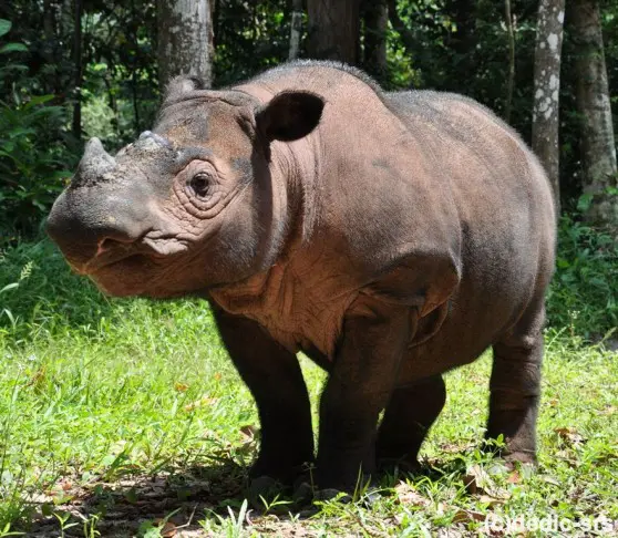 Sumatran Rhino may go extinct – Nature agency warns